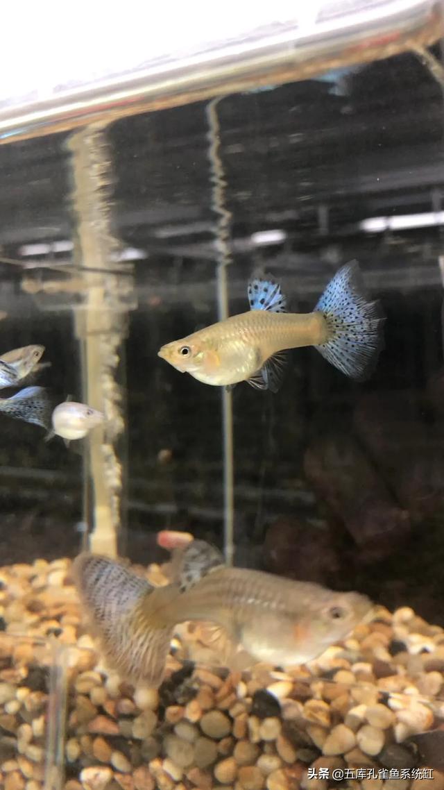 水质稳定剂用法:怎么让水草缸底长满水草？