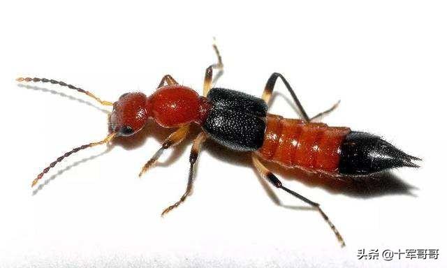 毒虫叮咬:农村夜里睡觉被毒虫咬伤怎么办？