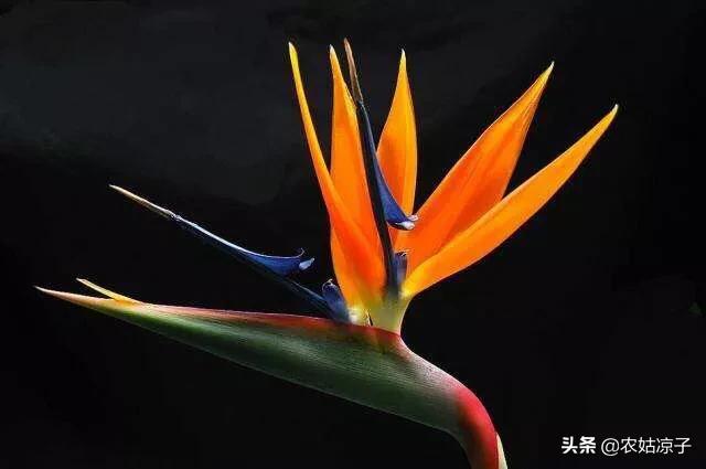 天堂鸟儿:天堂鸟的养植方法是什么？
