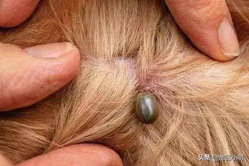 拜宠爽作用原理:狗子有蜱虫用什么内服药处理？ 拜宠爽体外驱虫