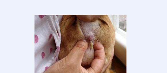 泰迪犬需不需要挤肛门腺?如果没挤,有什么样的后果?-育儿网