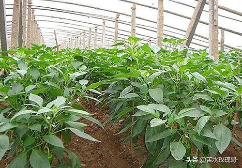花叶芋根结线虫病:农村种植辣椒，应该如何防治病虫害？