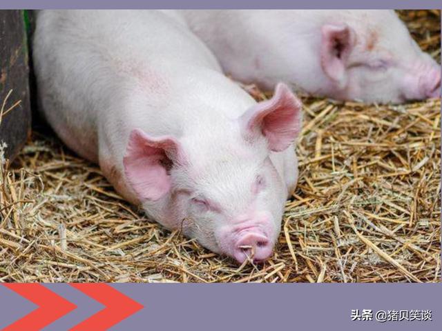 母猪全部产死胎的原因:造成母猪产死胎的原因 母猪下死胎，木乃伊胎，倚形胎是什么原因？