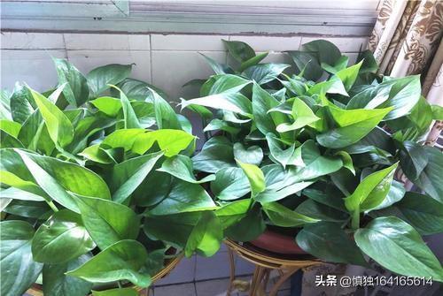 观叶植物营养液花之侣:绿萝黄叶有什么好的营养液吗？