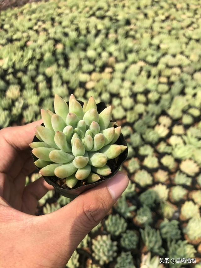 王玉珠帘多肉植物图片:这是什么品种的多肉植物？