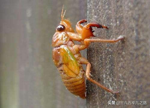 "马知了猴"会不会也是新型冠状病毒的宿主?为什么?