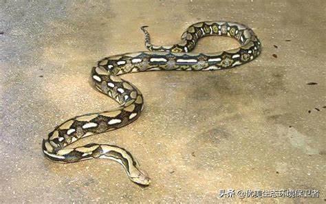 奥斯丁抓绿森蚺:森蚺和网纹蟒谁厉害？为什么？