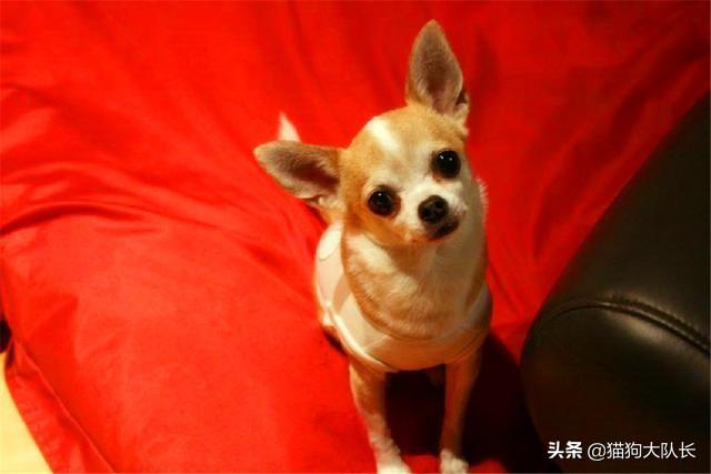 耳螨:狗狗耳螨用什么药最好，狗狗有耳螨用哪种药好？