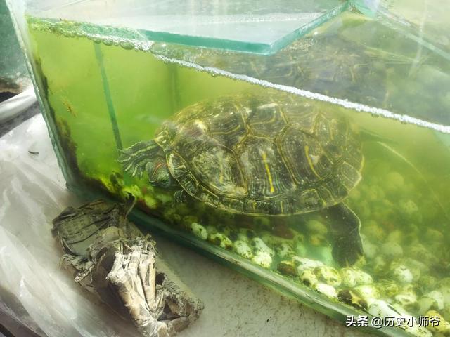 巴西龟乐园看看:帮我看看我养的巴西龟怎么了？