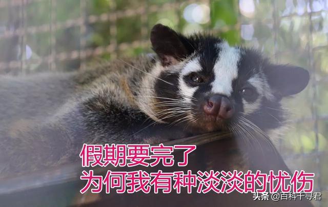 食蟹狐属:熊科动物与犬科动物在进化学上有关连吗？