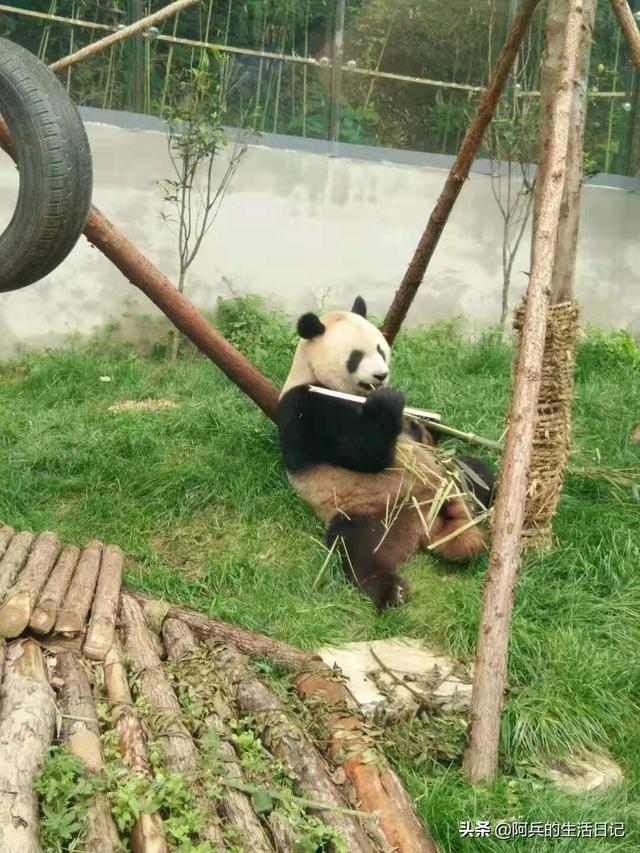 黑喉草雀贵阳:贵阳黔灵山公园怎么样？好不好玩？