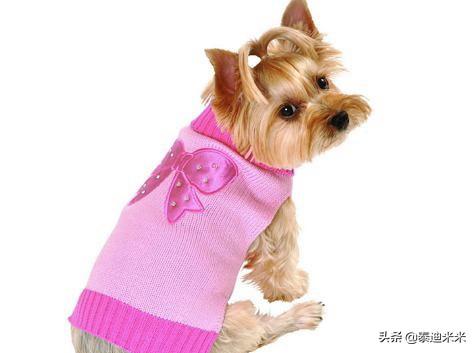 狗狗衣服:宠主们是如何给狗狗保暖的？