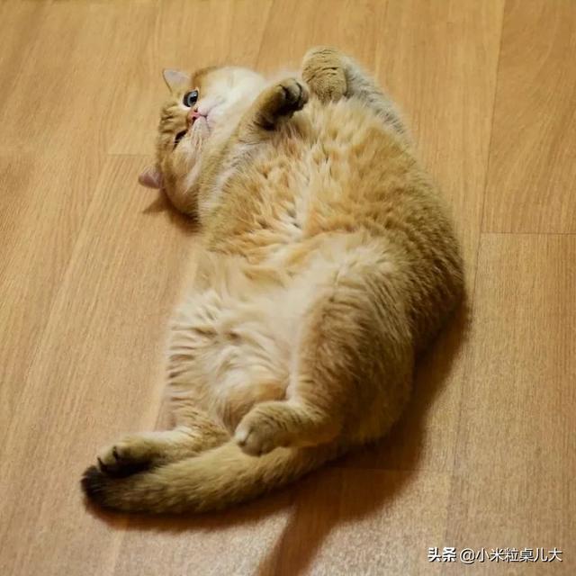 中国有哪些猫咪比较好？