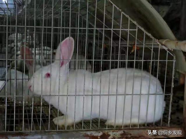 如何按家兔的饲养标准结合饲料资源进行科学养兔？