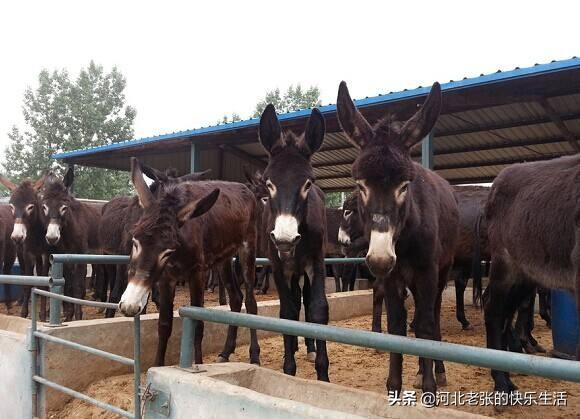 山西省羊驼养殖基地:现在羊驼价格怎样？羊驼的养殖前景与市场行情怎样？