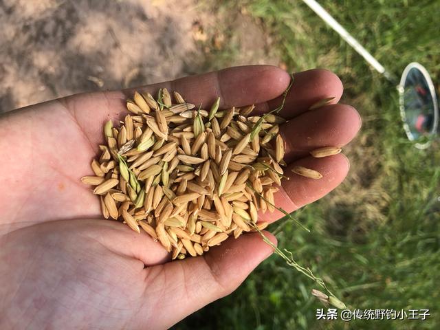 野钓胡子鱼的饵料:山塘子钓鱼什么饵料都不吃该怎么钓？