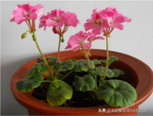 天竺葵图片的养殖技术:刚买来的天竺葵怎样管理？