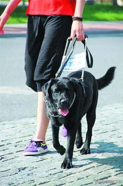 导盲犬价格:一只导盲犬的培养费用是20万，能用的起导盲犬都是什么人？