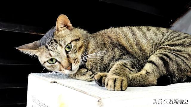 可爱小猫咪图片:如何画简笔画之可爱小猫咪？ 可爱小猫咪图片头像
