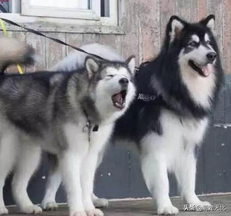 阿拉斯加雪橇犬好养吗为啥:为什么感觉养阿拉斯加犬的人越来越少了？