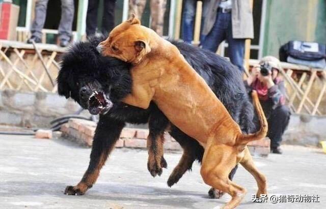 比特斗牛犬:比特犬真的有那么可怕吗？