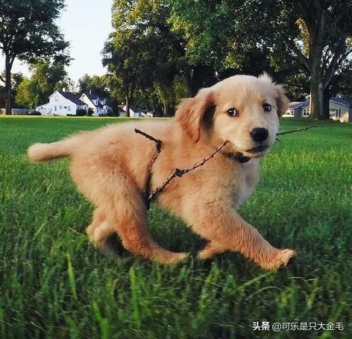 缉毒犬偷吃薯条:养狗一年后，你都得到了什么？