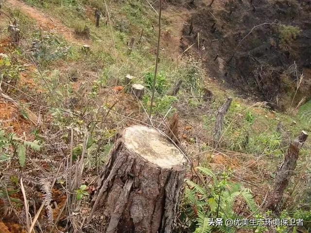 东北虎的资料:东北虎的资料简介介绍 野生老虎和圈养老虎数量是多少？为什么会这样？