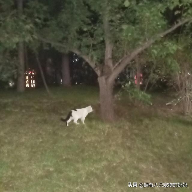 冀师傅天然猫粮怎么样:家里有很多只猫了，还要不要再收留流浪猫了？