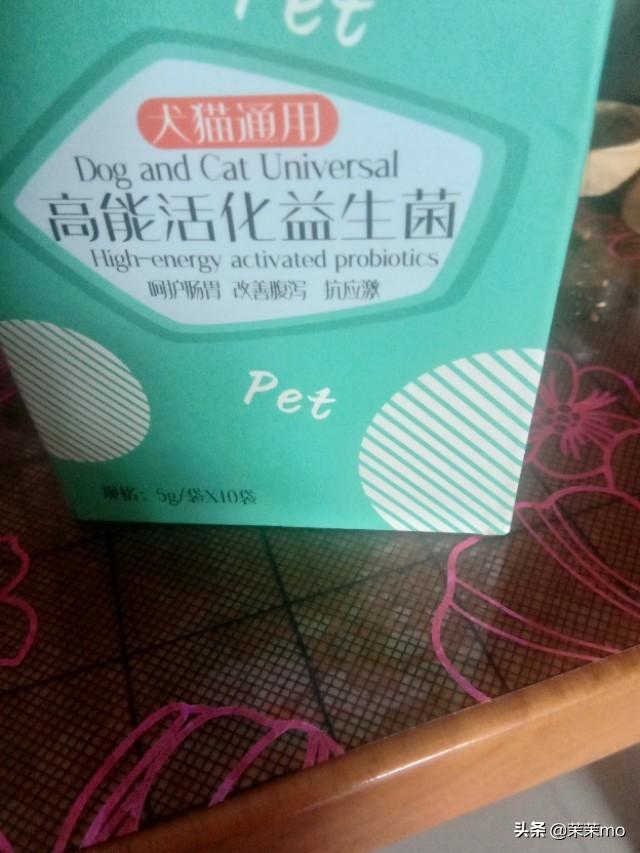 猫图片大全:养田园猫，你愿意花钱吗？