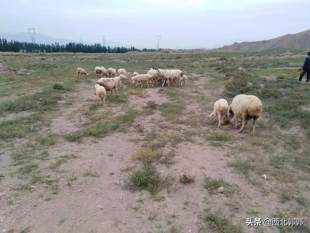 种植业什么最赚钱,种植业什么最赚钱农村