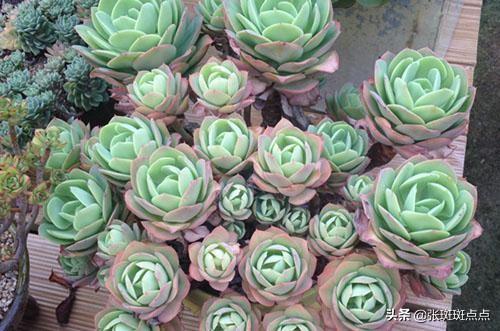 肉锥花属:有关多肉植物的生长习性？