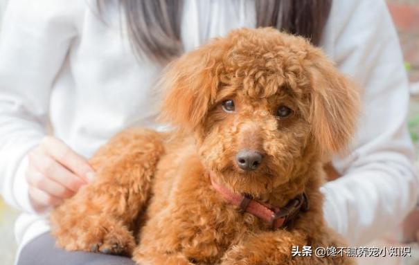 天生无脖牧羊犬遭弃:什么狗狗被抛弃很难活下来？