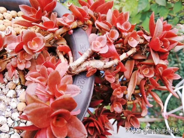 gimcat和gimpet:家里养的猫太胖了，有什么何时的运动器材？
