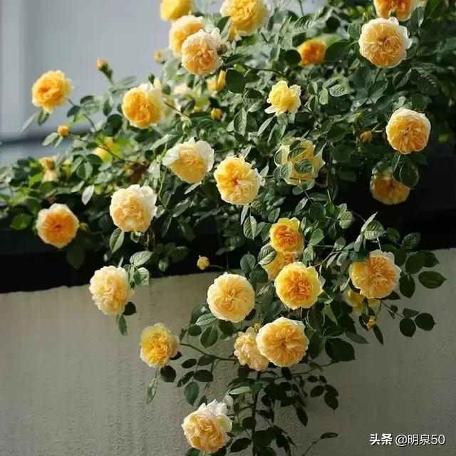 启东游行:能不能推荐一种勤花多季、有香味的爬藤月季