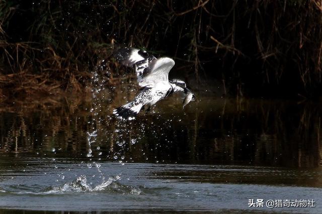 柳雷鸟分布:斑鱼狗鸟首次现身云南！斑马？鱼？狗？鸟？究竟是啥？ 柳雷鸟叫声