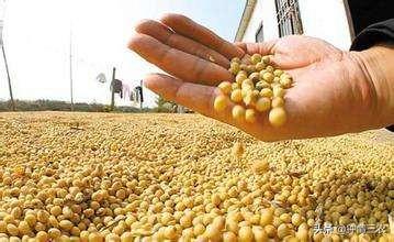 中国为什么不去俄罗斯租地种大豆？插图12