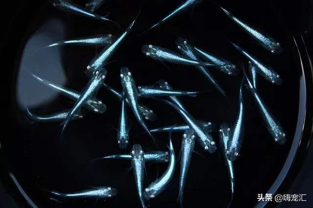 食蚊鱼:睡莲水缸里是否可以养食蚊鱼？