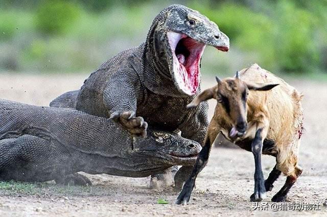 科莫多巨蜥天敌是谁，现存最大的蜥蜴，被神话的科莫多巨蜥，其真正战斗力到底如何