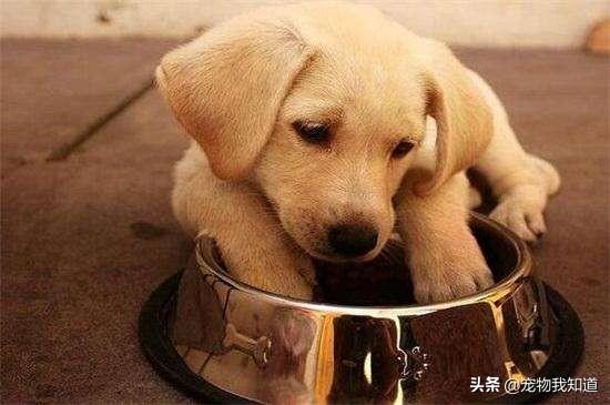家里养金毛犬好养吗:家有小孩养金毛狗合适吗？家人反对？