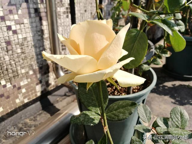 最香的几款月季品种是什么？插图31