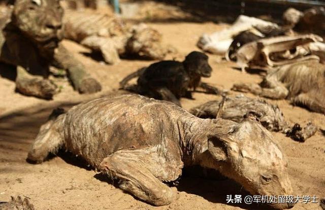 动物死亡图片:熊猫或者老虎死了以后都是怎么处理的？尸体都去哪里了？