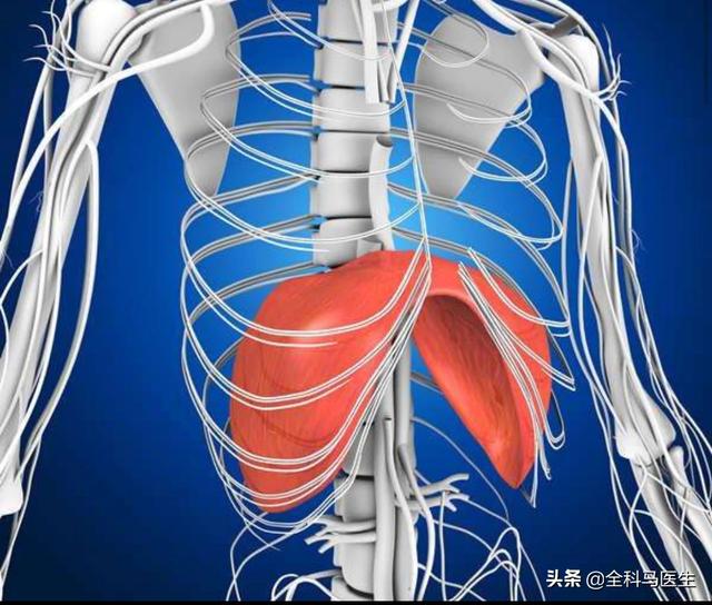 头条问答 - 左肋骨下隐疼,是什么原因?(zzp天使羽翼的回答,0赞)