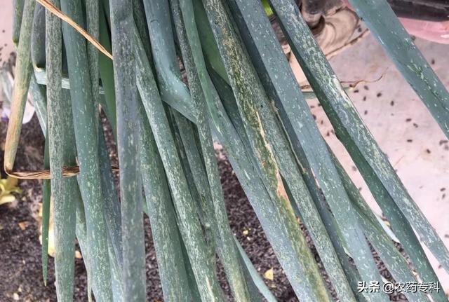 蓟马很难办请问防治葱蓟马可选用哪些农药