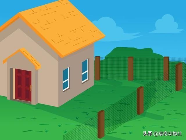 亚马逊森蚺和眼睛王蛇:深圳惊现十多斤蟒蛇！和眼镜王蛇比较，同是3米，谁的杀伤力强？