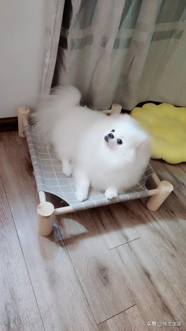 南京皇朝博美犬舍网站:开个宠物店怎么样？是不是需要学习剪毛？