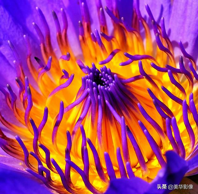 拍摄花鸟，你有什么小技巧么有照片吗(拍鸟对焦技巧)