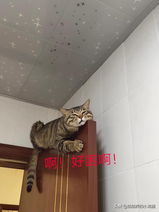 长春当猫爱上狗:你觉得喜欢猫的人会讨厌狗吗？