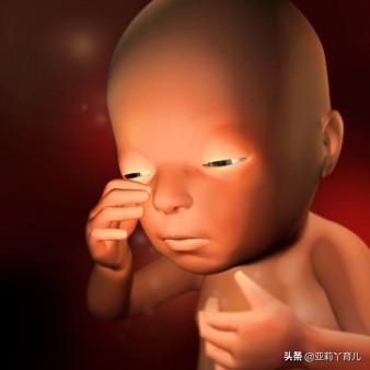 怀孕30周,胎儿器官已经基本发育,眉目清晰,偶尔会睁开眼睛,身手敏捷