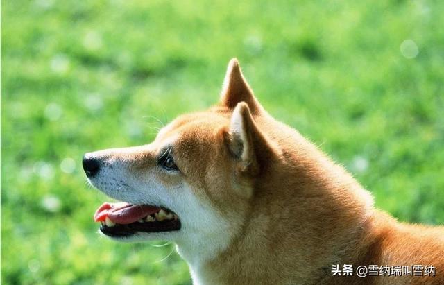 柴犬俊介的相关知识:想养一只柴犬，关于柴犬的知识有哪些？