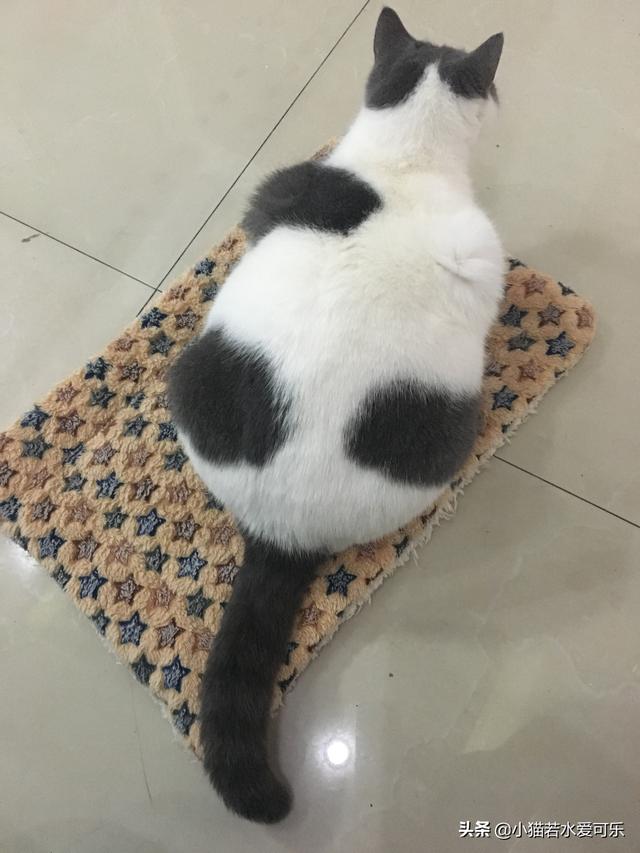 搞笑猫咪和狗狗图片:为什么猫狗用尾巴表示自己的情绪？